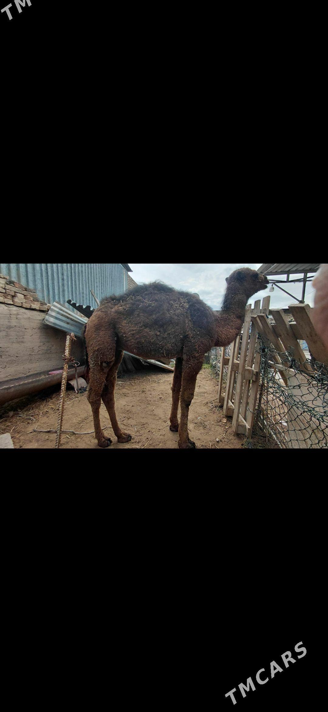 Ogsuk - Gyzylarbat - img 1