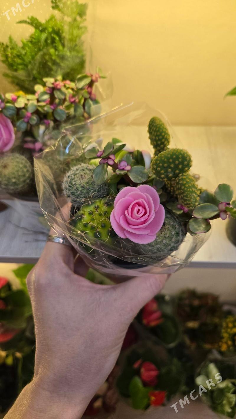 Суккуленты - Parahat 1 - img 1