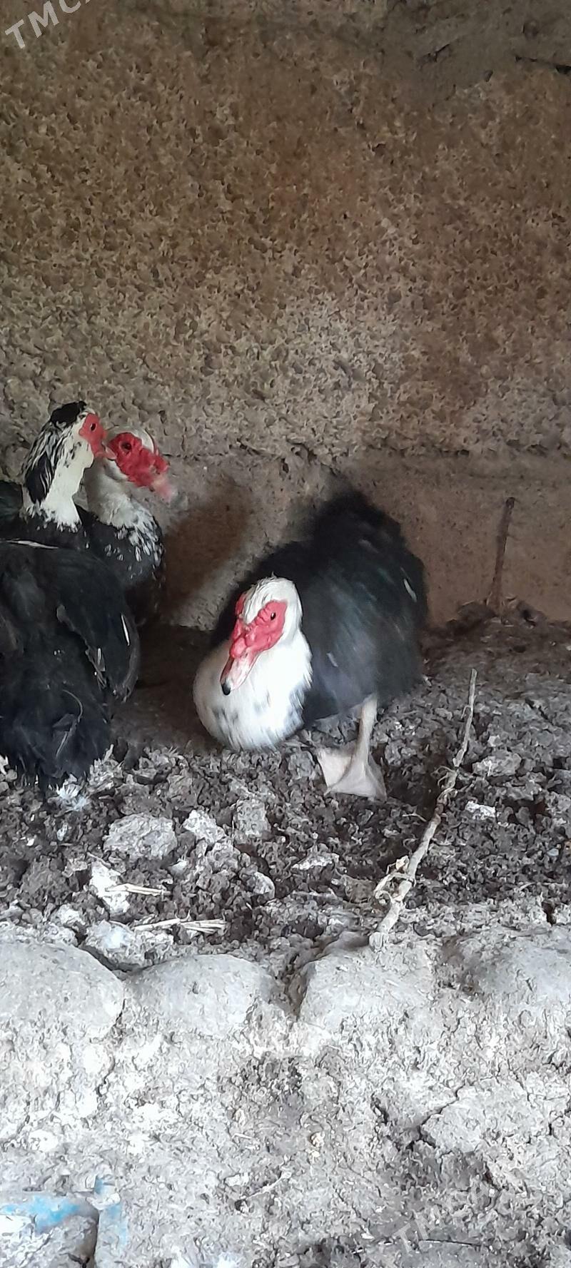 Oy haywanlari Ördekler - Бузмеин - img 1