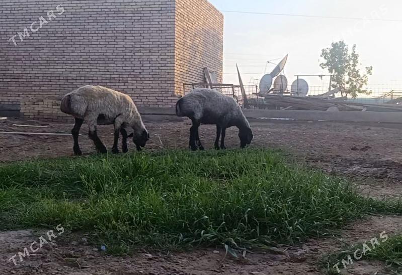 Goyun - Теджен - img 1