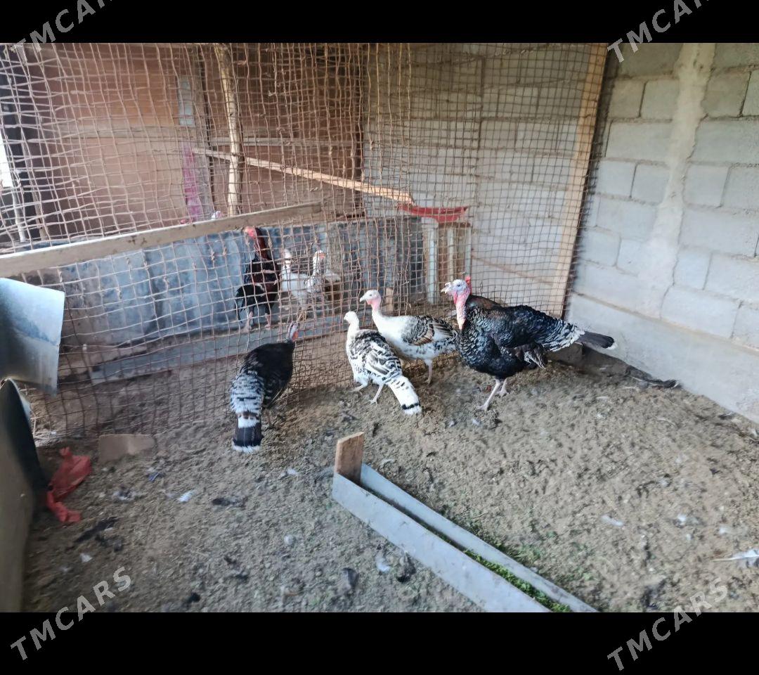 induk - Бабадайхан - img 1