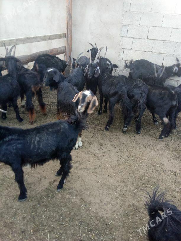 Geçy - Bäherden - img 1