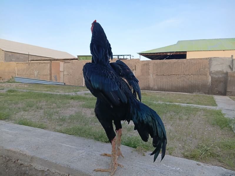 taskent - Херрикгала - img 1