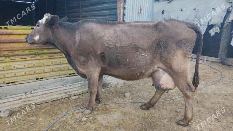 şwes sygyr - Gyzylarbat - img 1