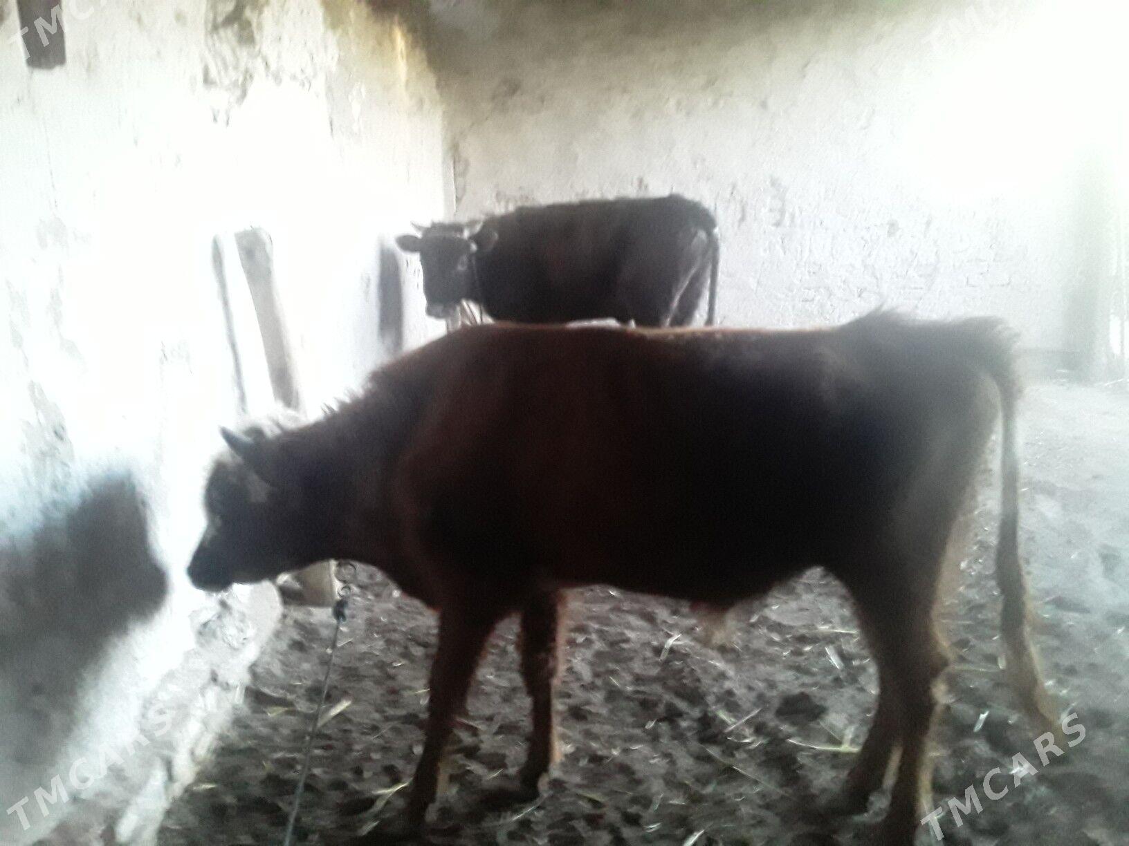 ÖKÜZLER - Губадаг - img 1