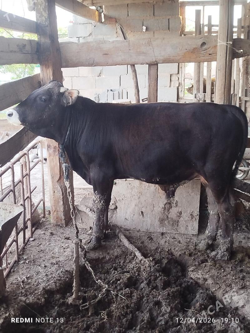 Ökuz - Кака - img 1