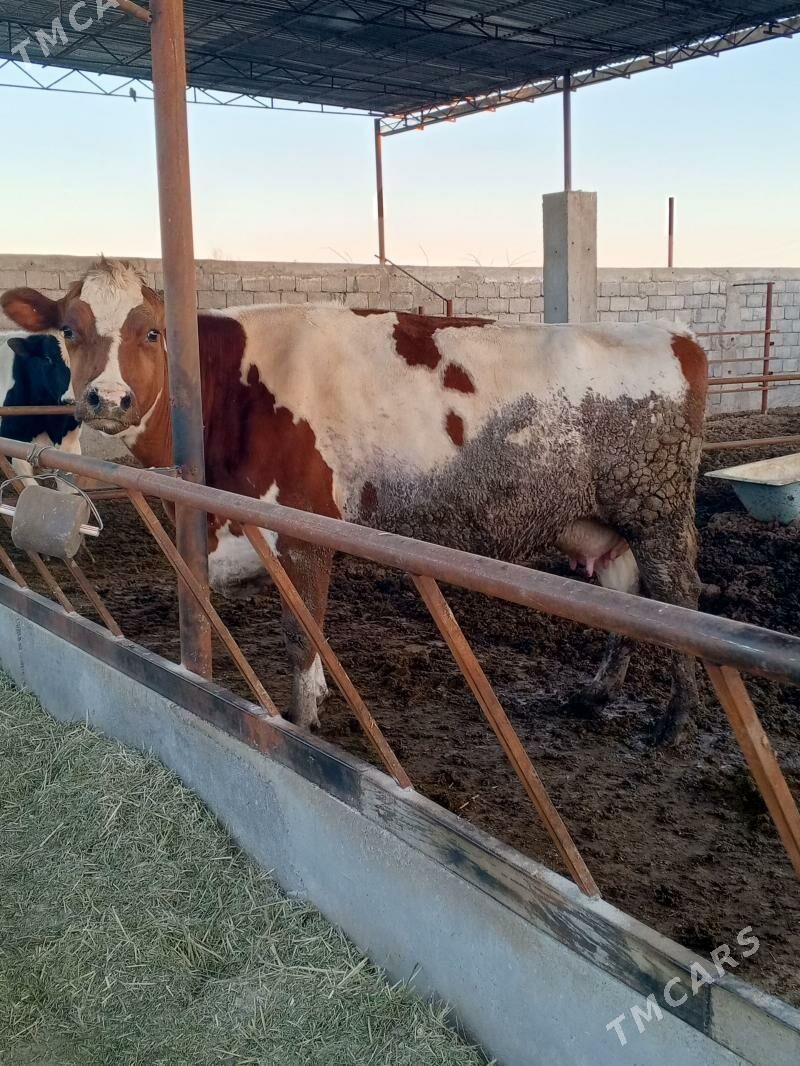 Sygyr - Kaka - img 1