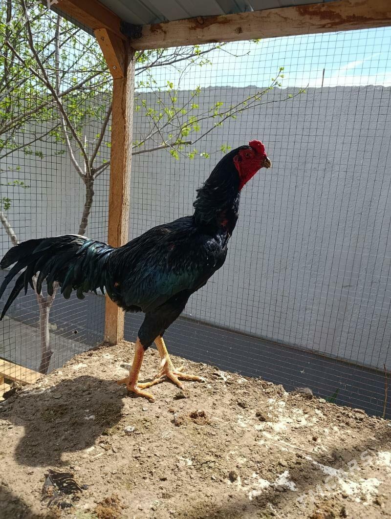 Taşkent - Çoganly - img 1