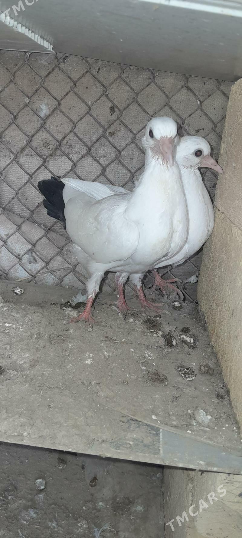 кептер - Чарджоу - img 1