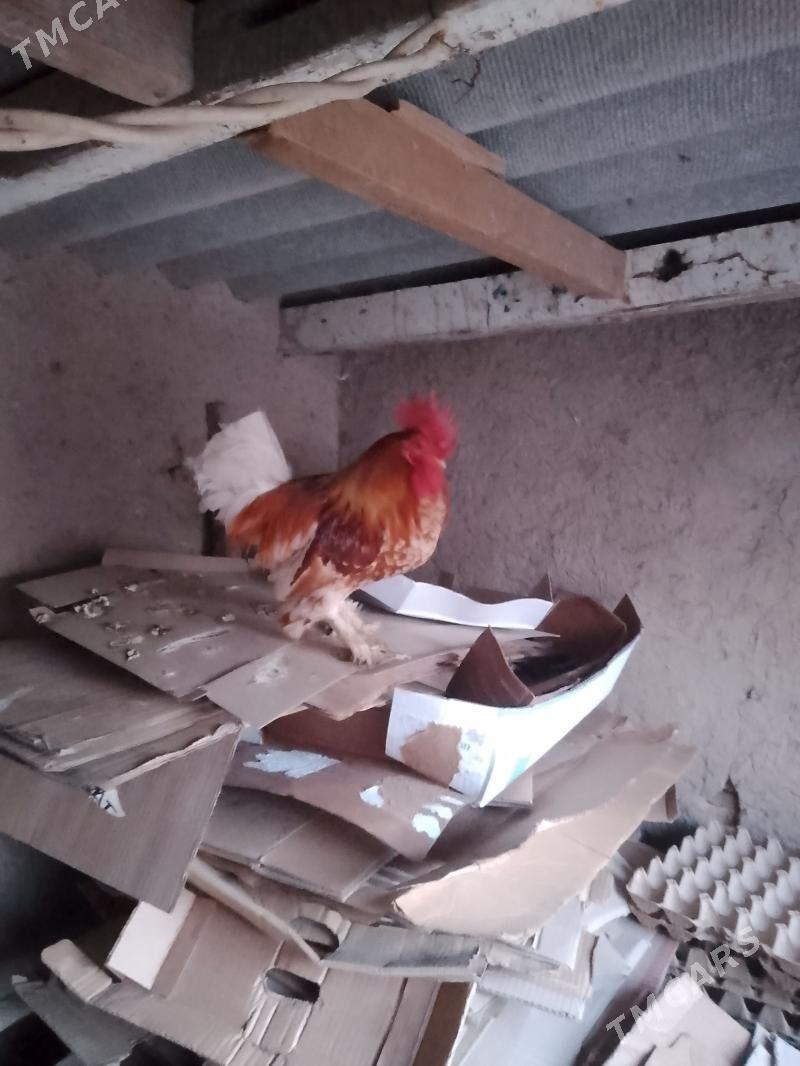 karlık horaz - Daşoguz - img 1