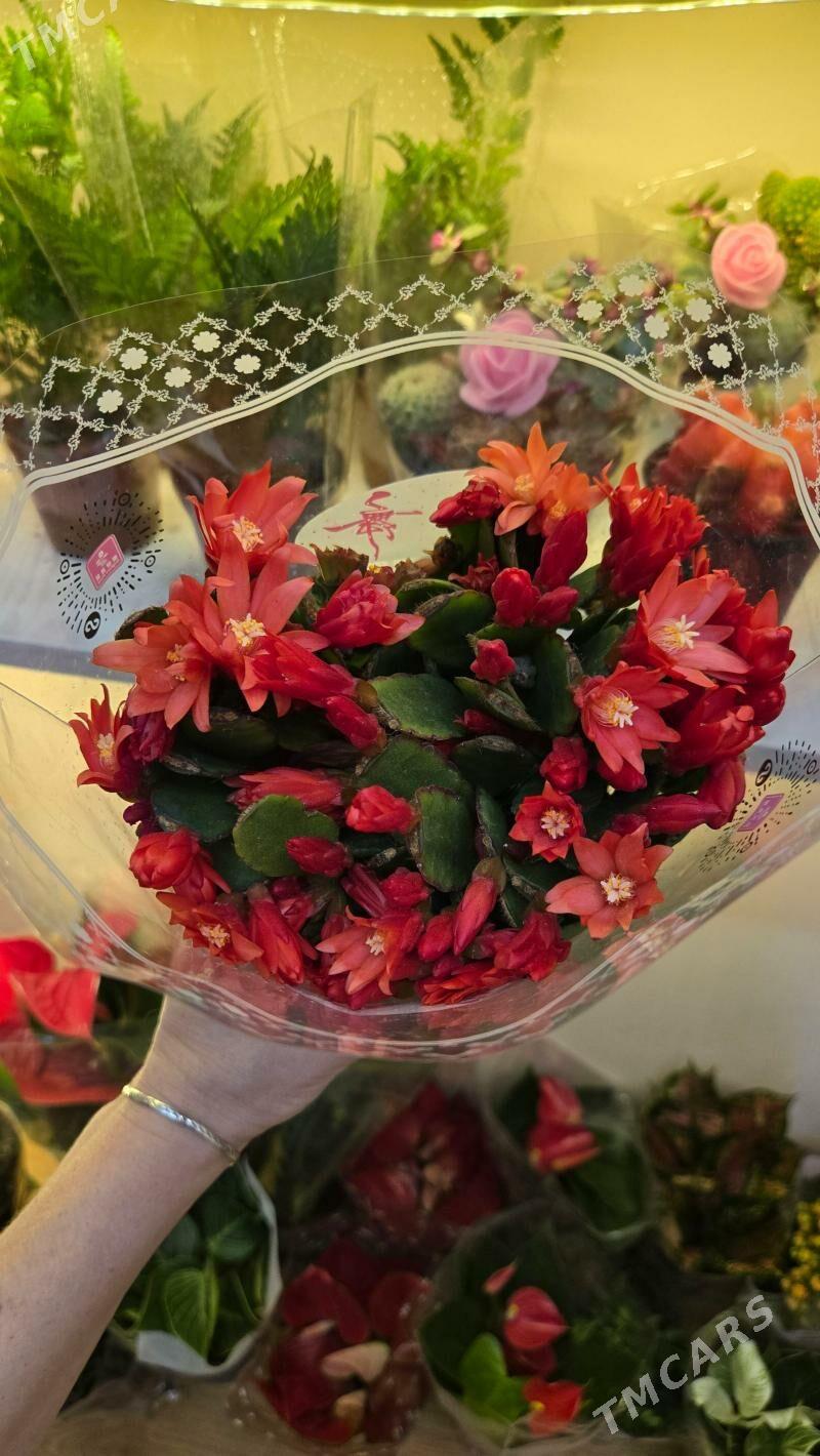 Суккуленты Хатиора Гартнера - Parahat 1 - img 1