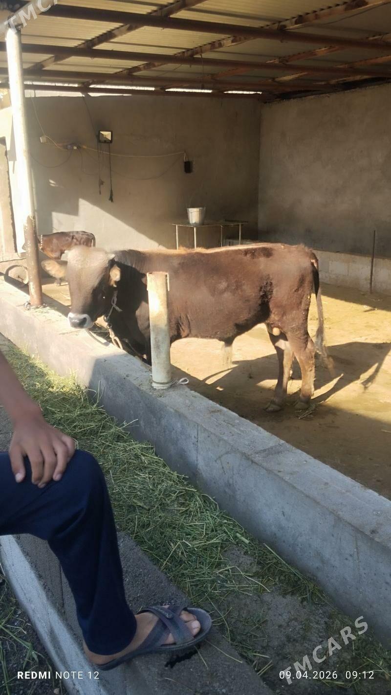 öküz - Büzmeýin - img 1