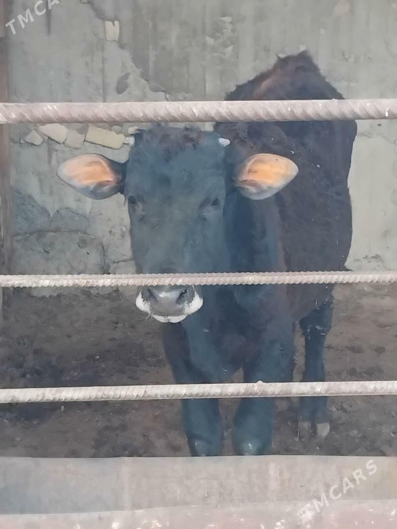 okuz - Aşgabat - img 1