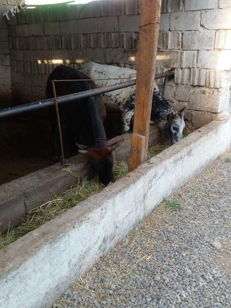 tuwe - Гёкдже - img 1