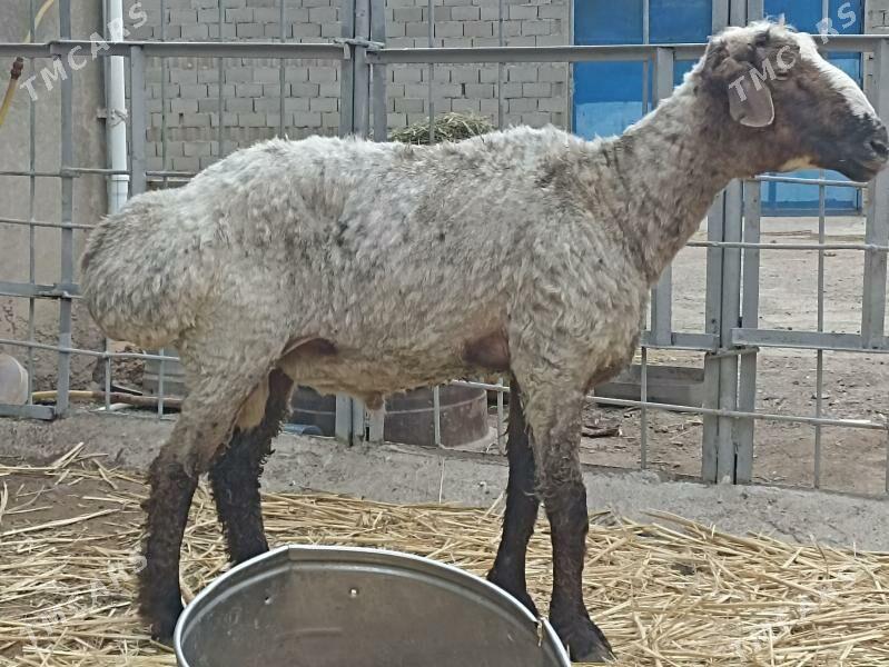 bakylan semiz goc - Туркменбаши - img 1