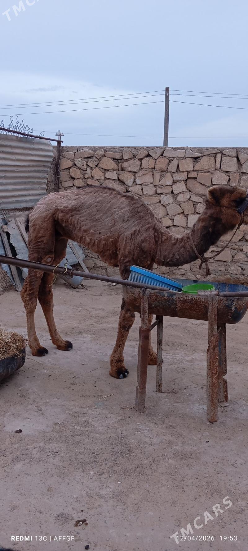 torum - Türkmenbaşy - img 1