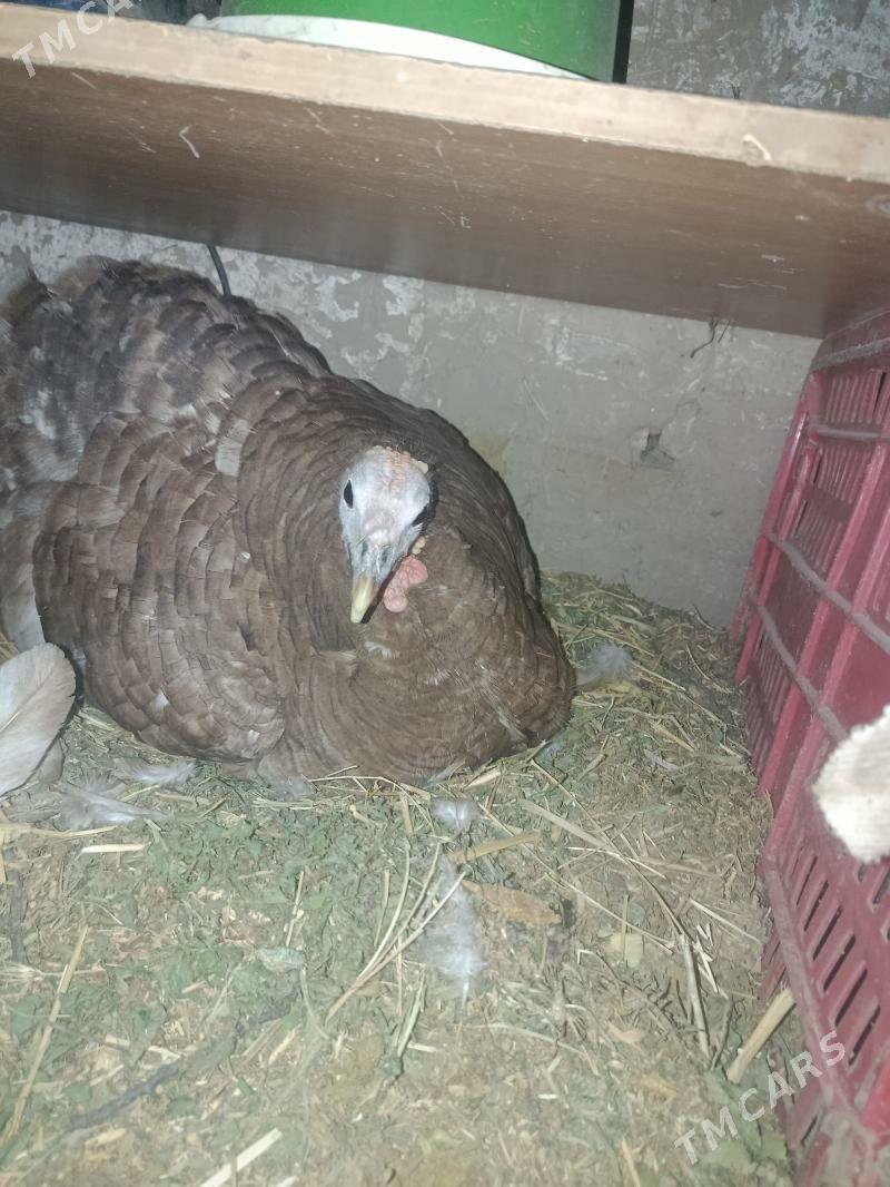 kurk induklar - Туркменгала - img 1