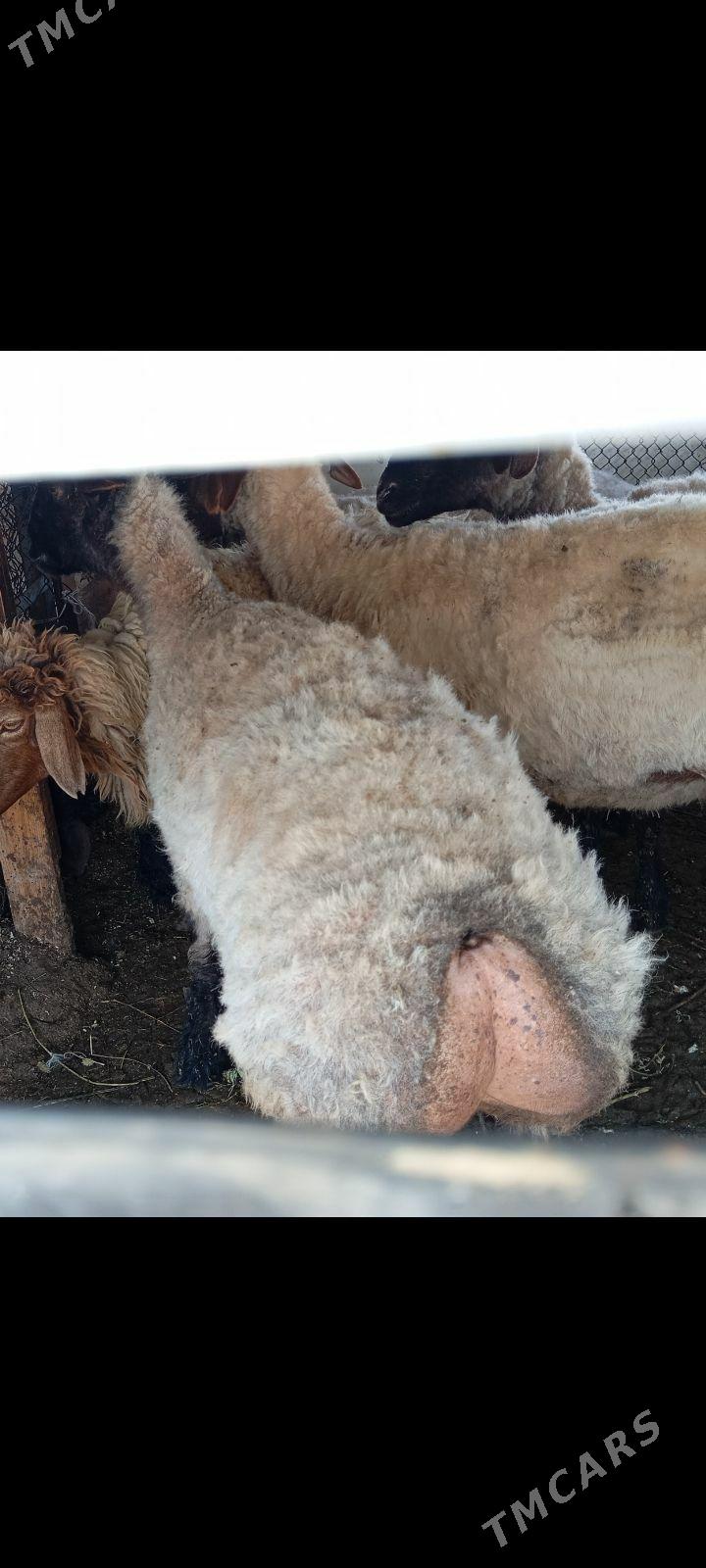 goyun - Чоганлы - img 1