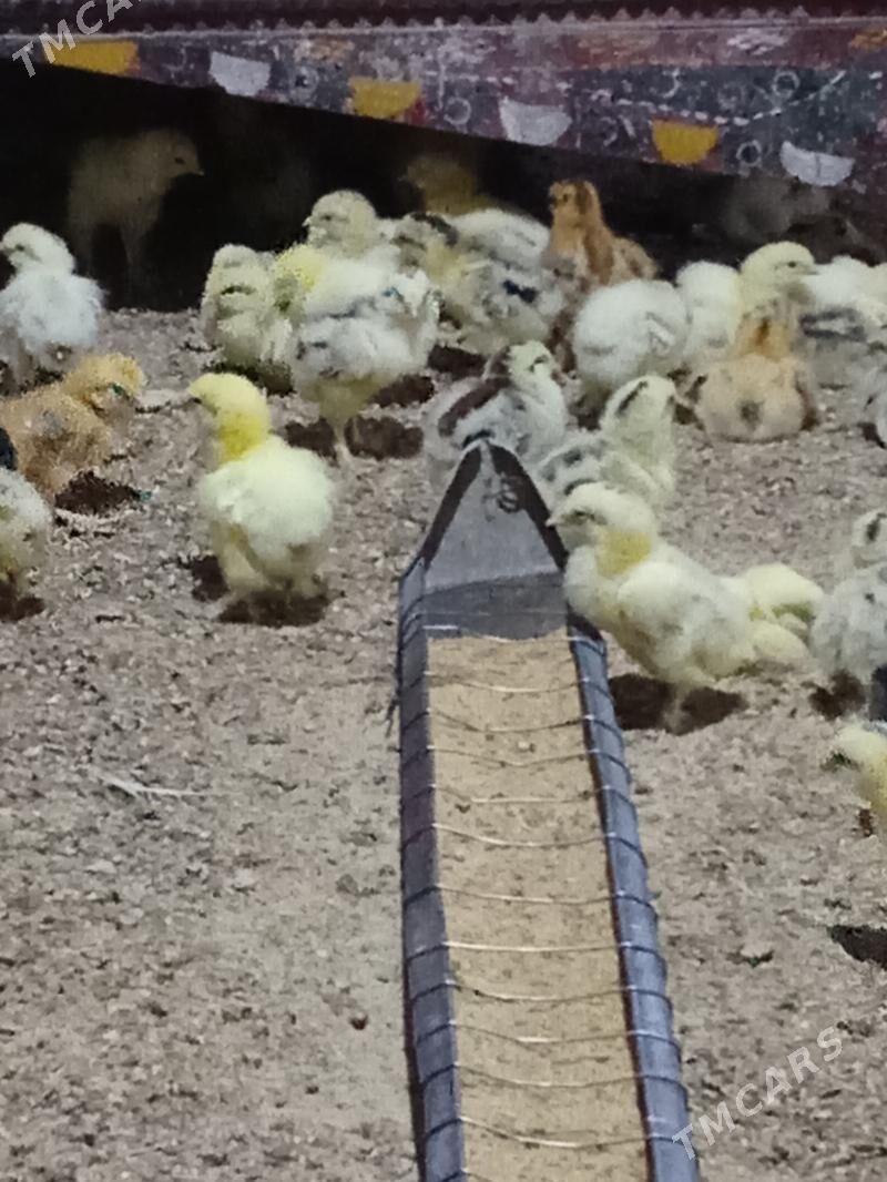 болгар жуже - Багир - img 1