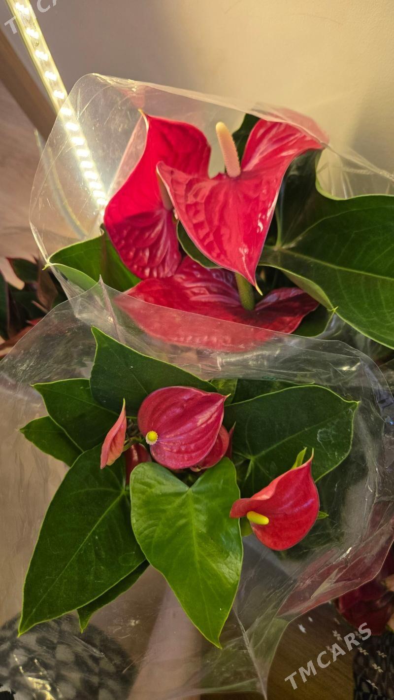 Антуриум 2 вида - Мир 1 - img 1