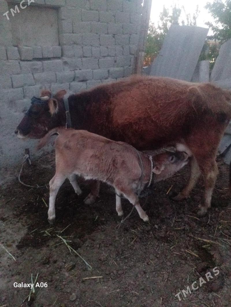 göleli sygyr - Бахарден - img 1