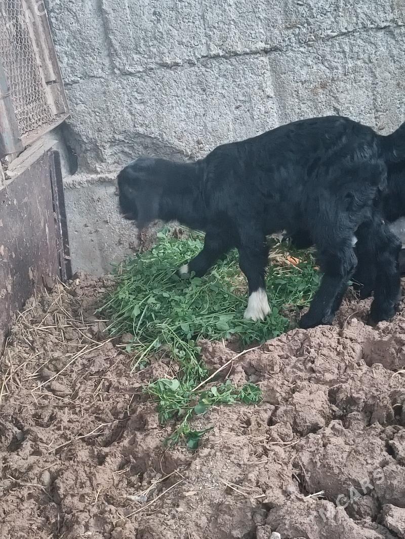 Guzy owlok - Бузмеин - img 1