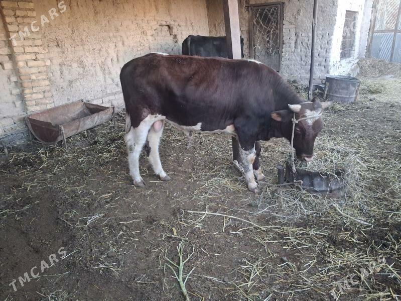 окиз - Türkmenabat - img 1