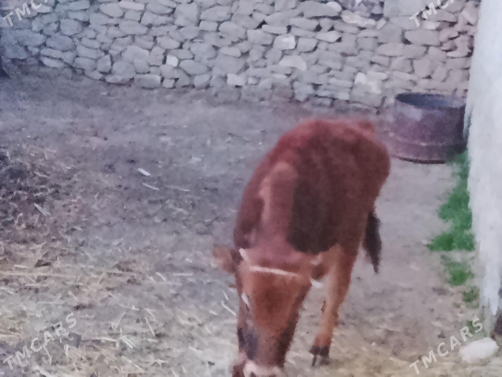 okUz - Гызыларбат - img 1