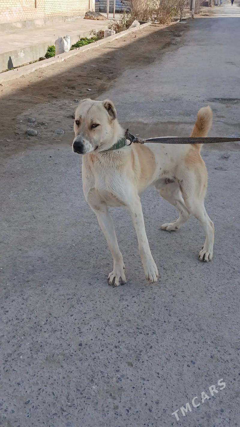 Aždar - Чарджоу - img 1