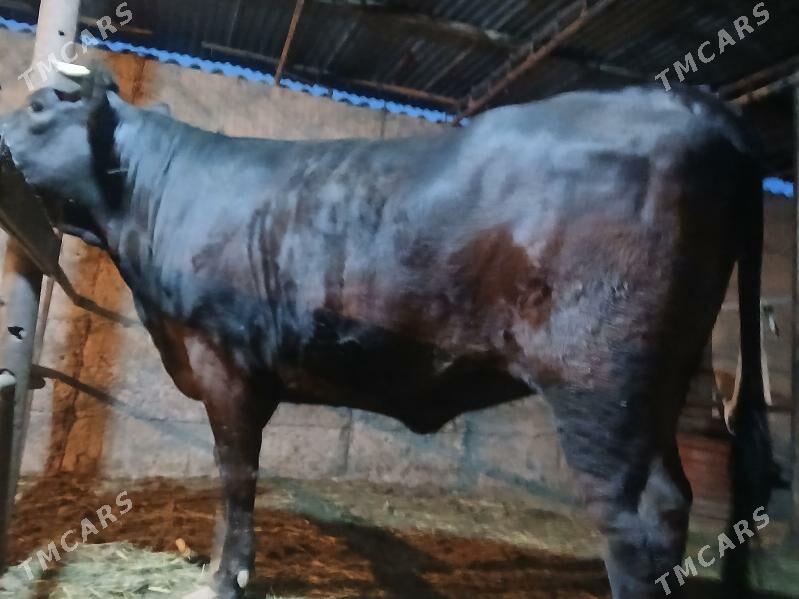 tüwe - Бузмеин - img 1