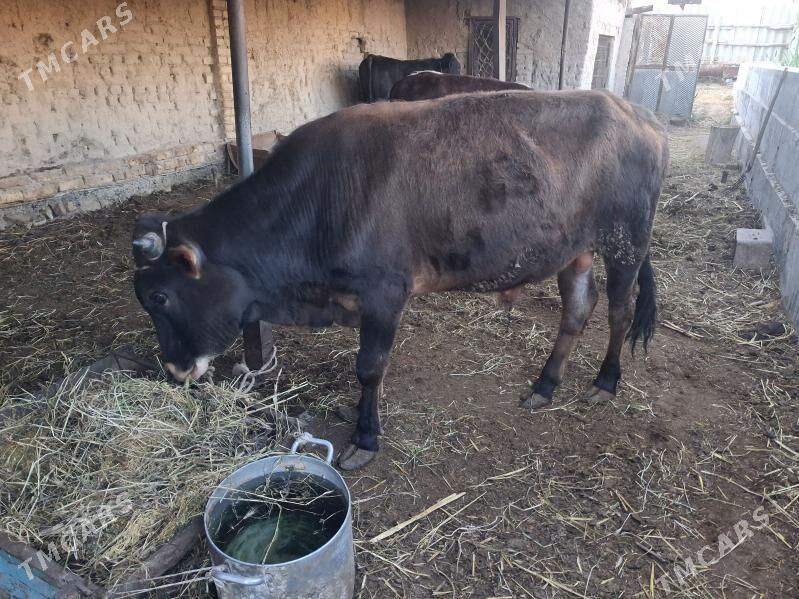 окиз - Туркменабат - img 1