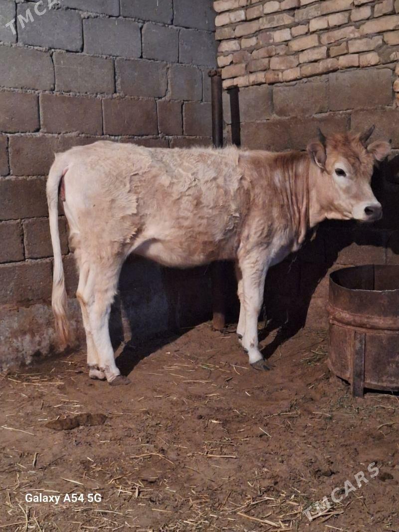 siwes tuwe - Гёкдепе - img 1