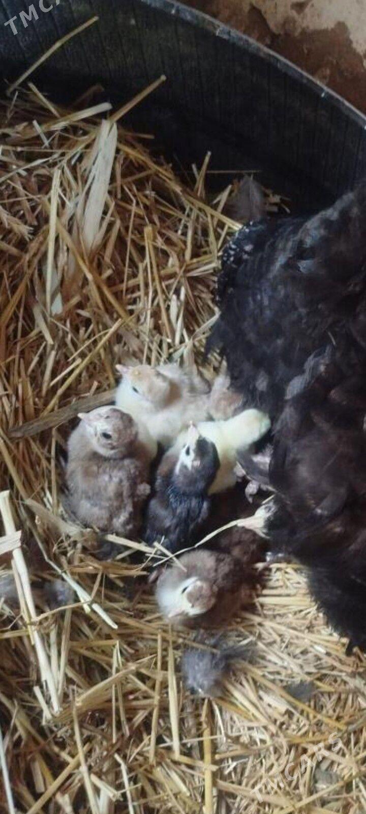 induk - Ýaşlyk - img 1