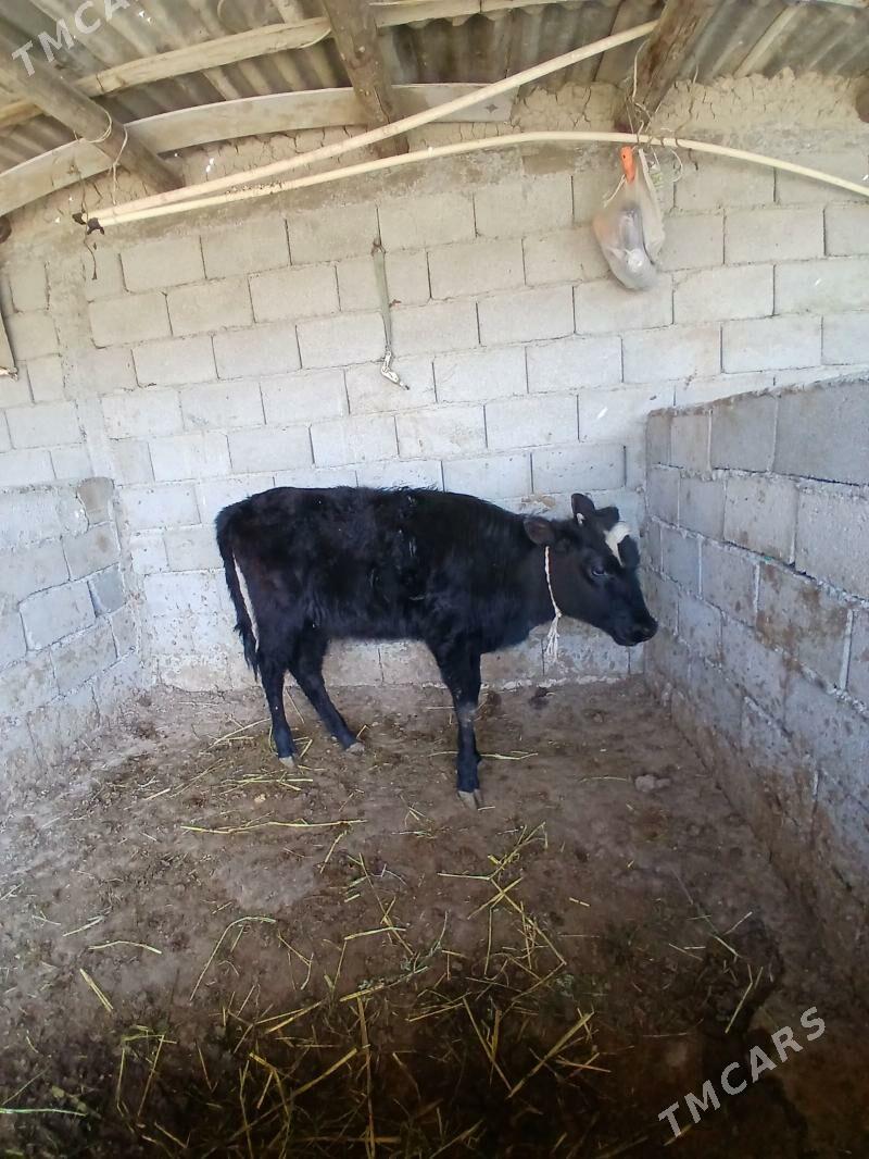 Tuwe - Gökdepe - img 1