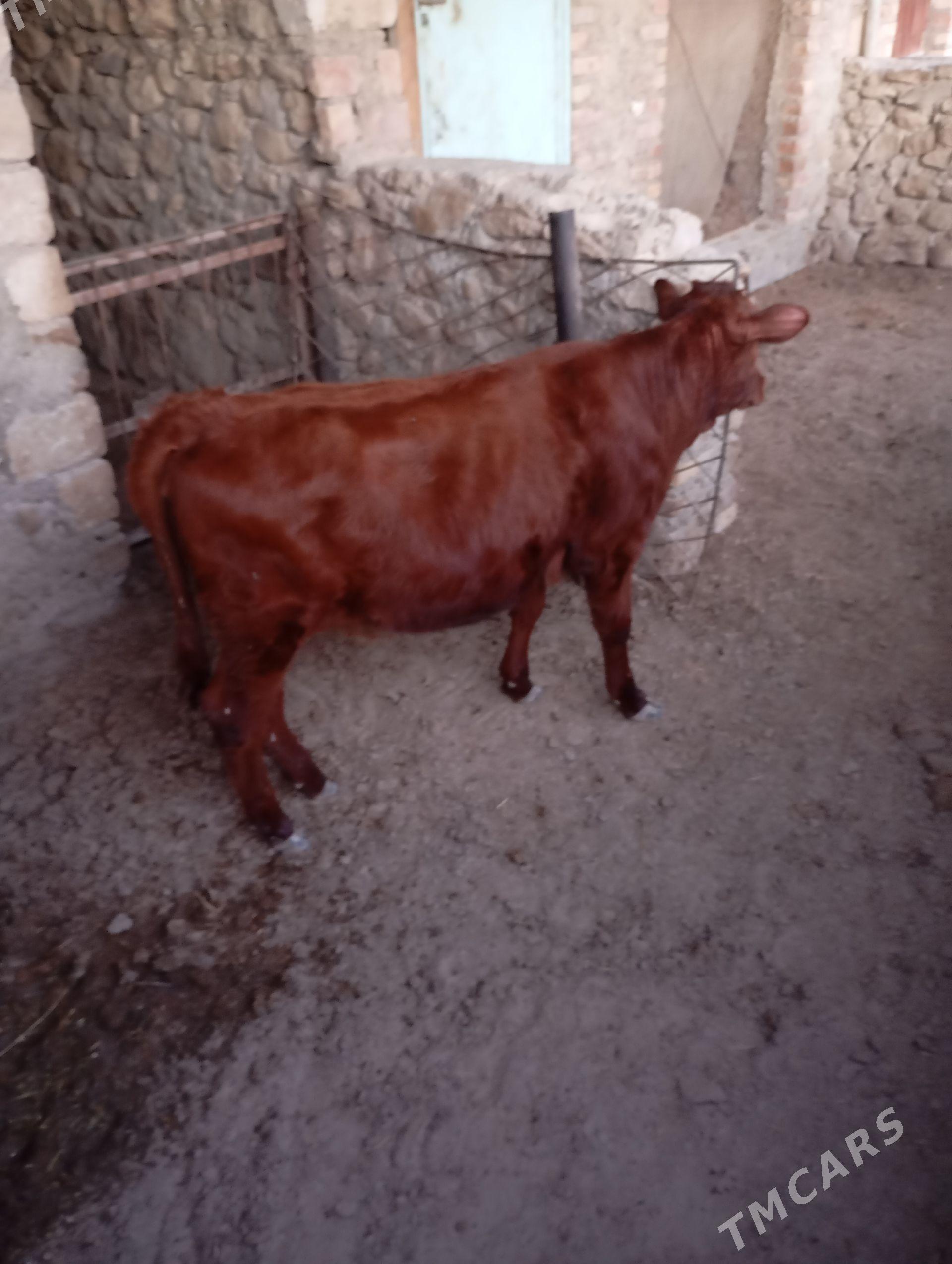 Gacar - Джебел - img 1