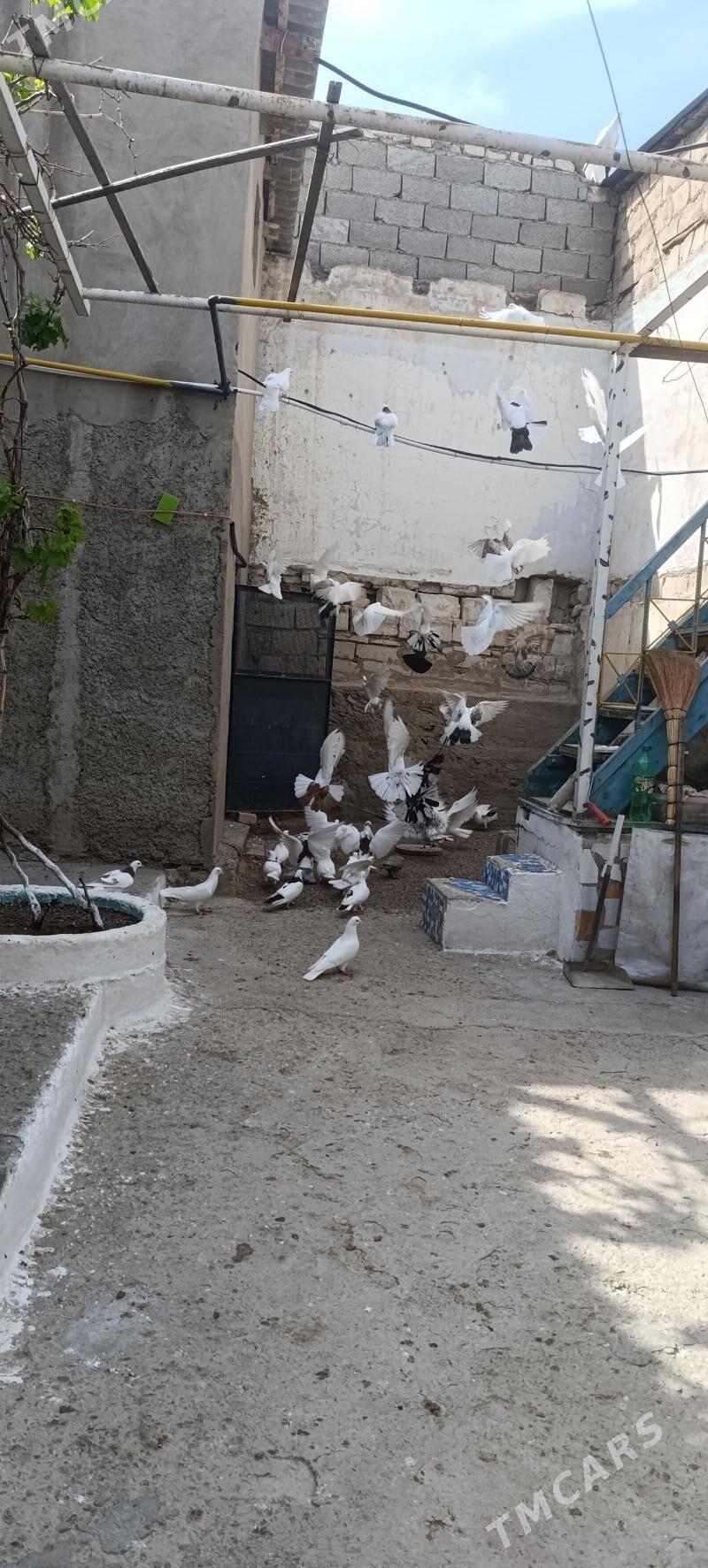 kepder - Туркменбаши - img 1