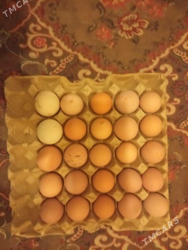 towuk - Gumdag - img 1