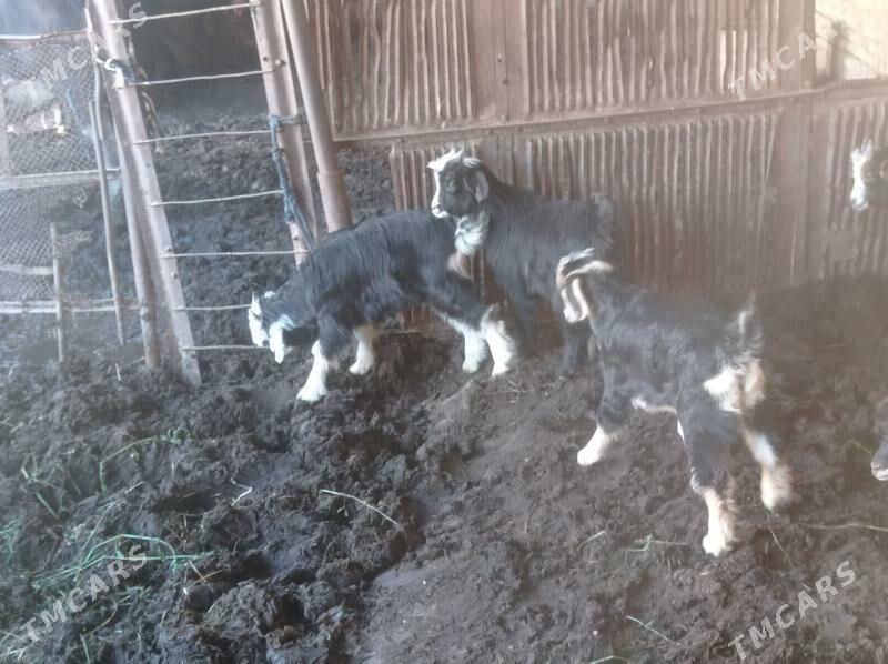 owlak we owlakly geci - Mary - img 1