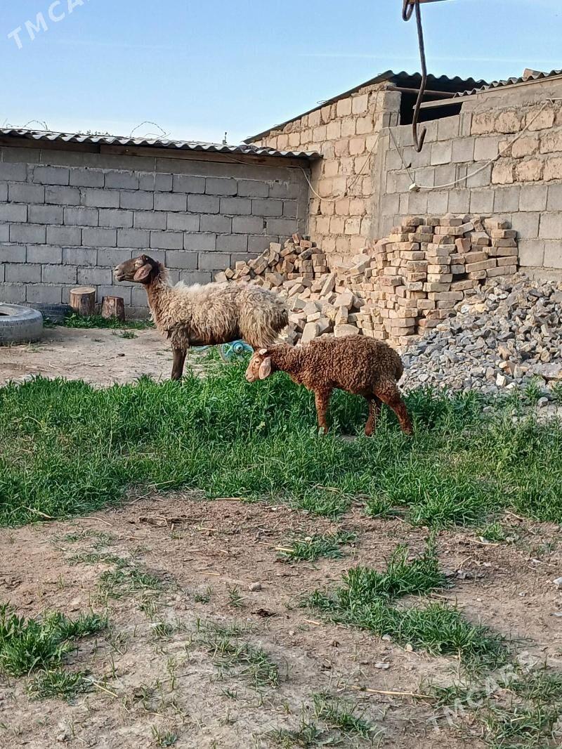 Guzly goýun - Гёкдепе - img 1