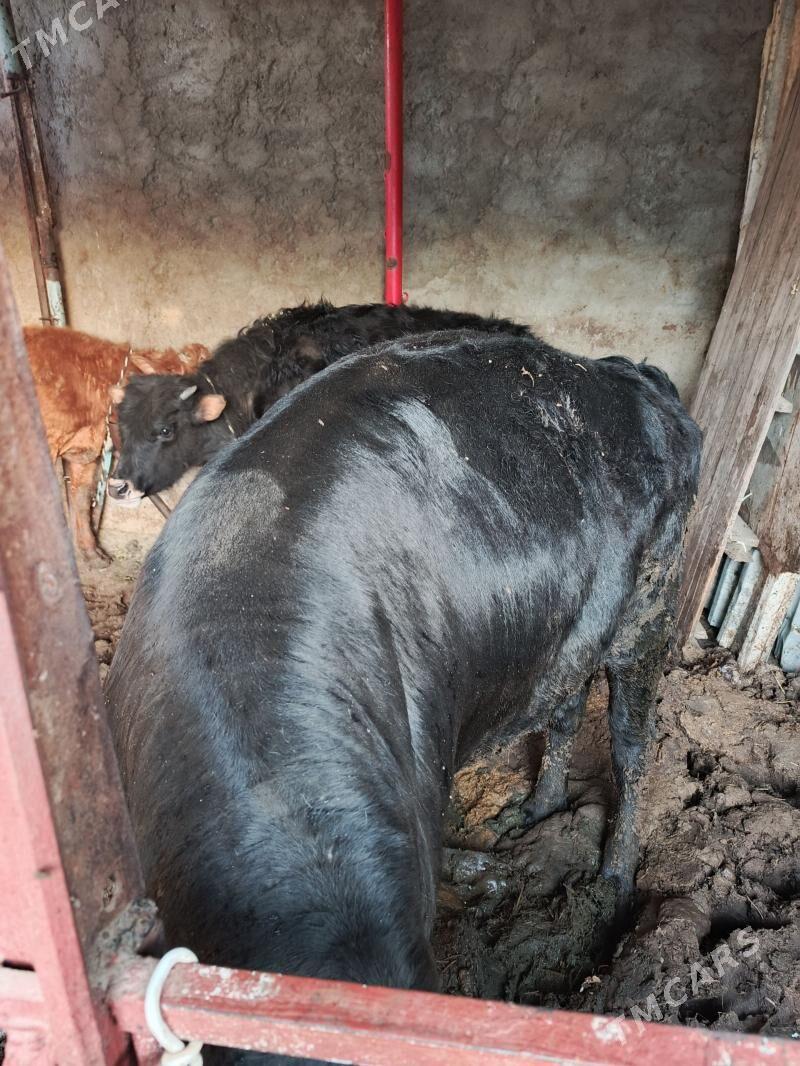 bakylan öküz - Hitrowka - img 1