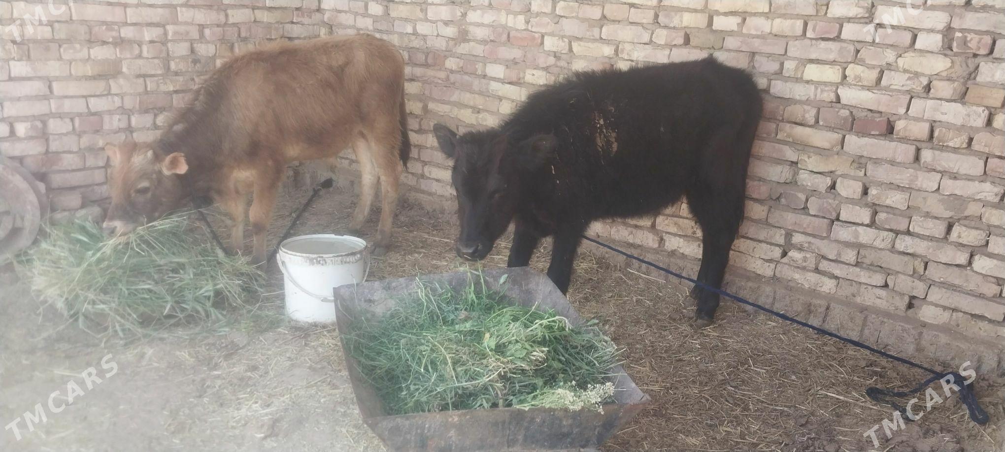 okiz..tvwe - Бабадайхан - img 1