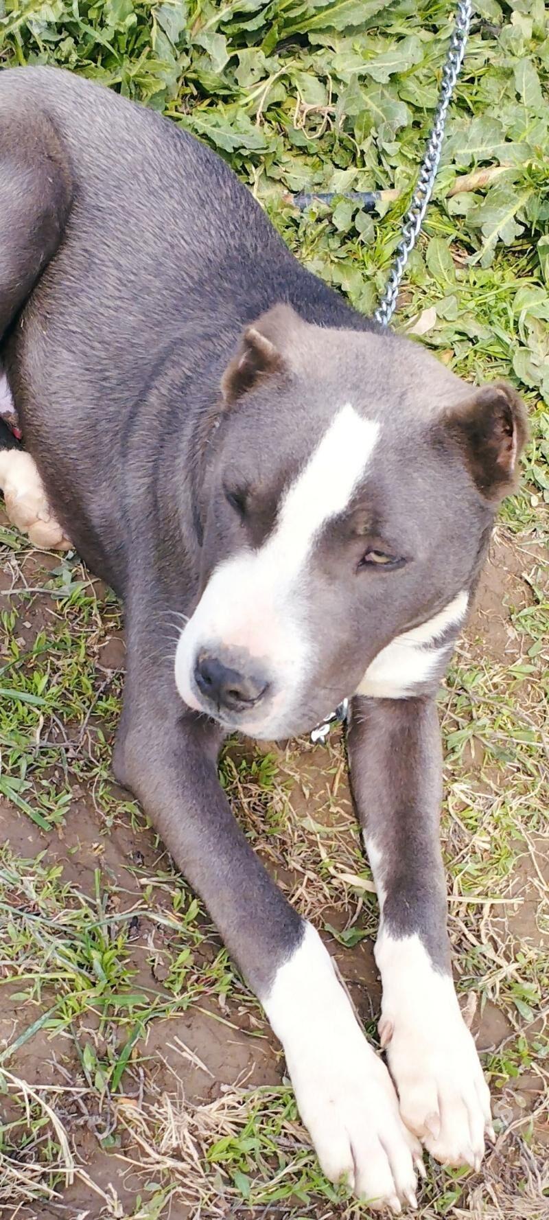 pidbul - Туркменабат - img 1