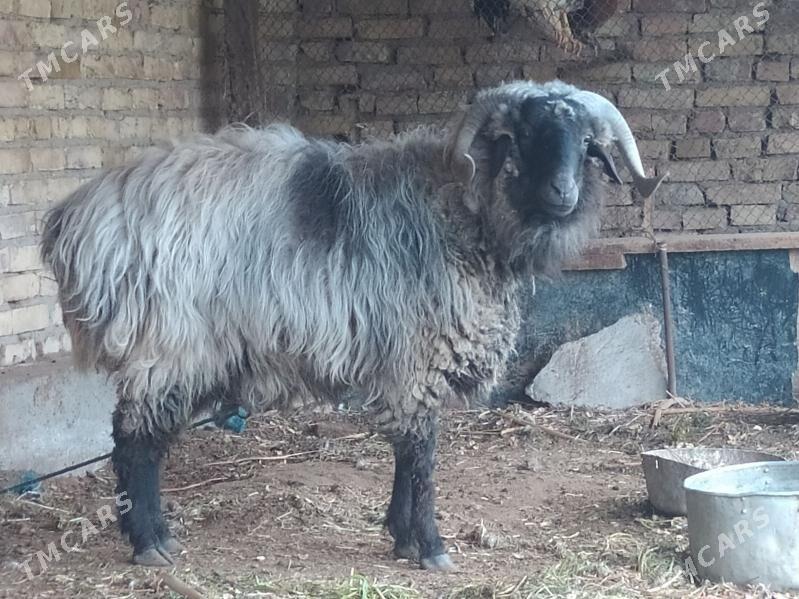 gocgar - Çärjew - img 1