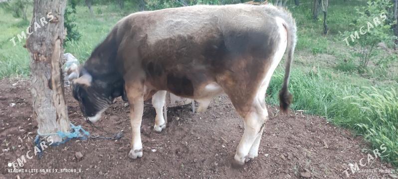 öküz - Bäherden - img 1