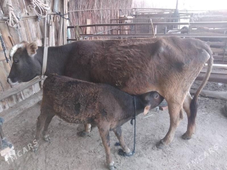 göleli sygyr - Сакарчага - img 1