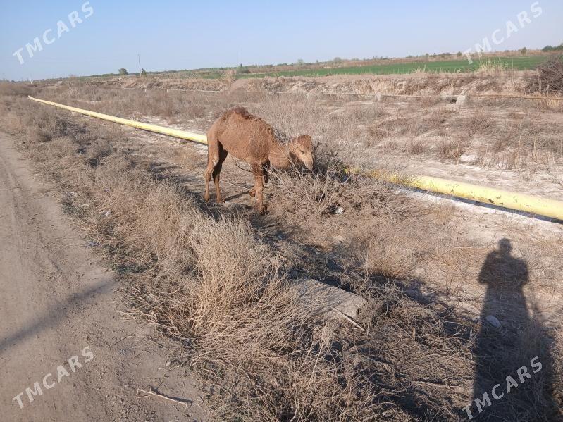 duye - Кёнеургенч - img 1