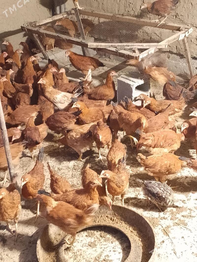 horaz - Бахарден - img 1