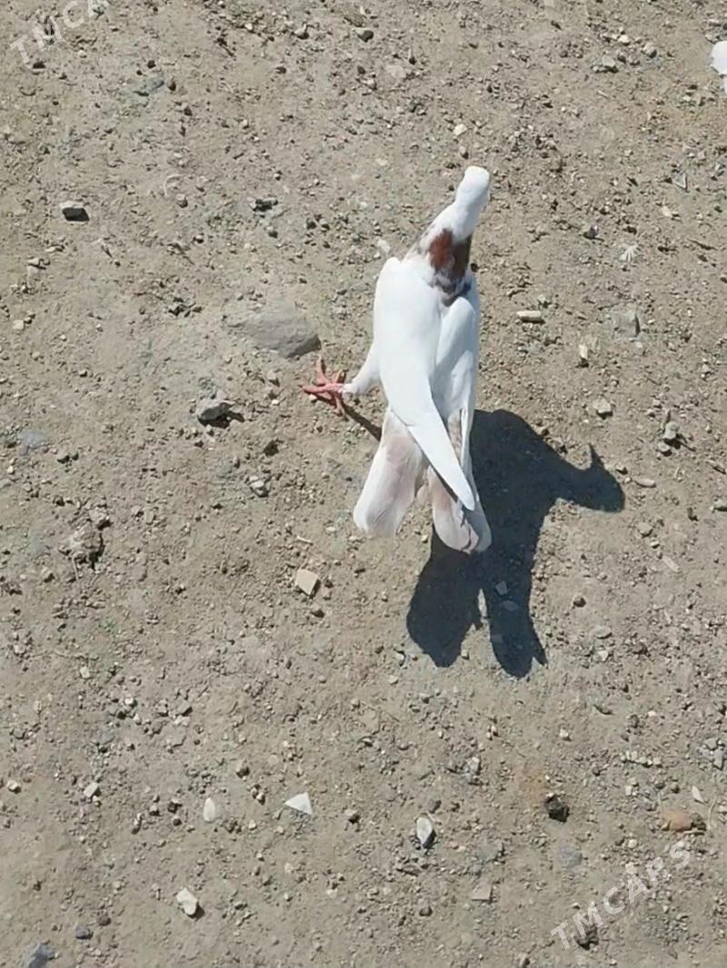 kepderi - Гызыларбат - img 1