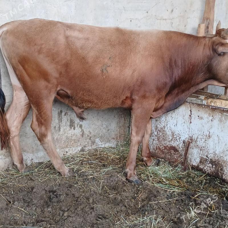 Okuz - Анев - img 1