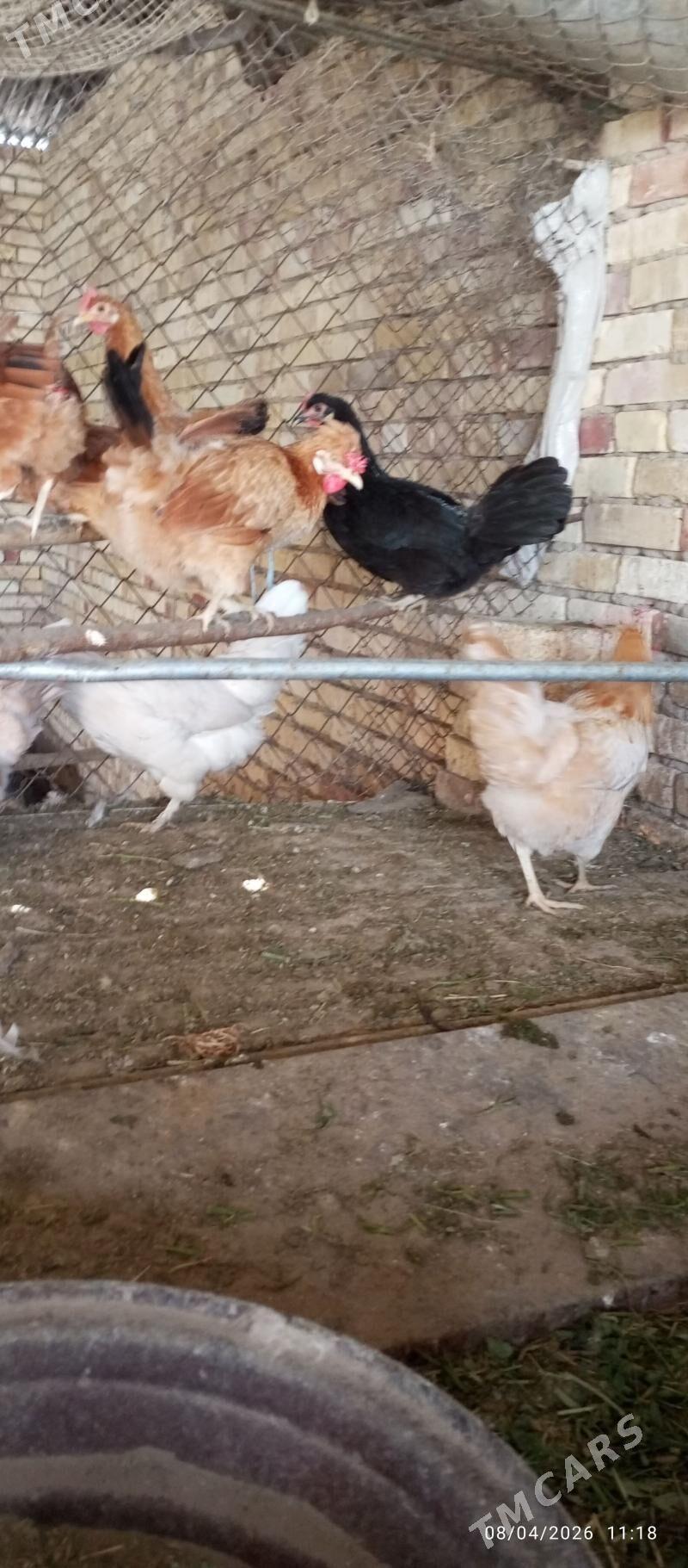 towuk - Sakarçäge - img 1